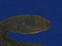 Big-eyed rat snake Collection Image, Figure 2, Total 9 Figures